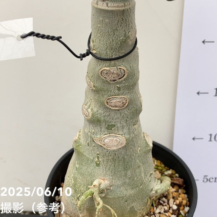 アデニウム　黄花　6号鉢 アデニウム 黄花 6号鉢