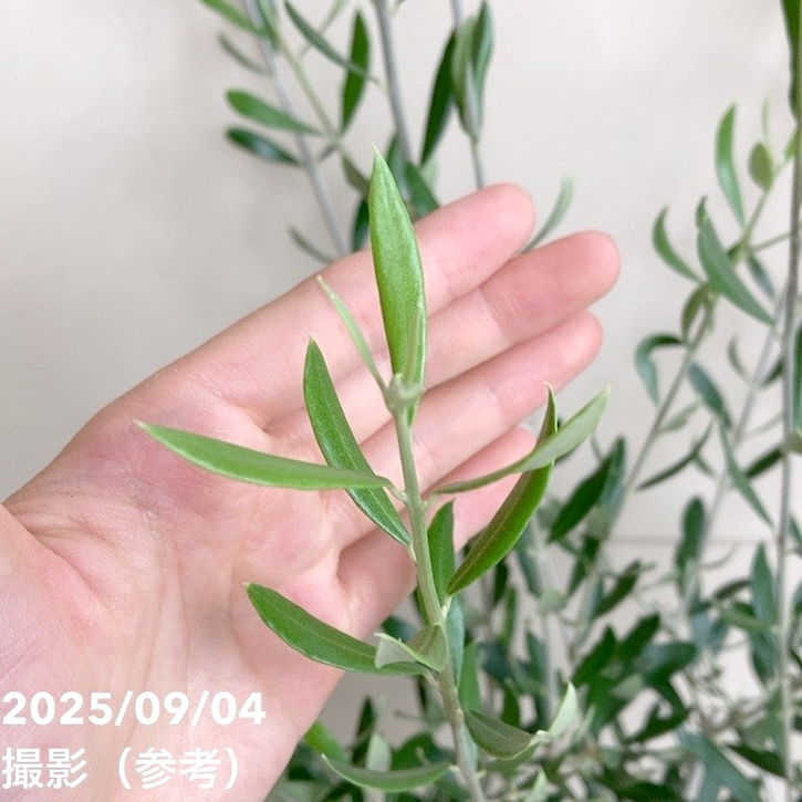 オリーブ エルグレコ 6号｜花木04-PA | 花木・庭木,オリーブ | 赤塚