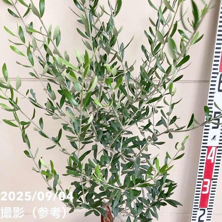 【SPRING SALE】オリーブ・エルグレコ オリーブ エルグレコ 6号｜花木04-PA | 花木・庭木,オリーブ | 赤塚