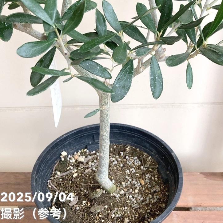 オリーブ エルグレコ 6号｜花木04-PA | 花木・庭木,オリーブ | 赤塚