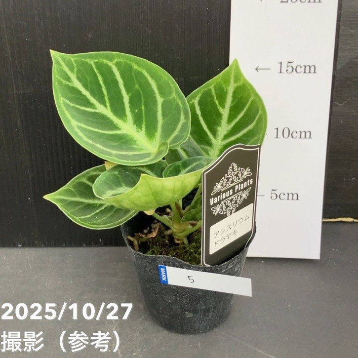 現品お届け】アンスリウム ドラヤキ 3号（5）｜観葉10-TU | 観葉・多肉