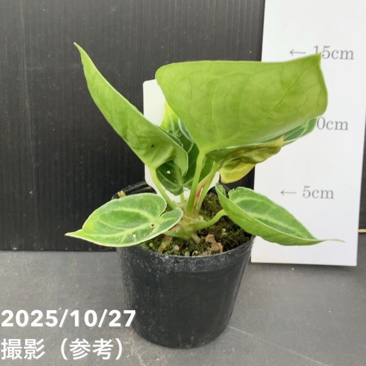 現品お届け】アンスリウム ドラヤキ 3号（5）｜観葉10-TU | 観葉・多肉
