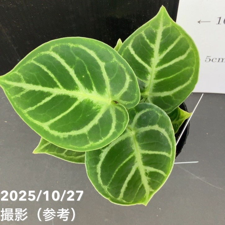 現品お届け】アンスリウム ドラヤキ 3号（5）｜観葉10-TU | 観葉・多肉