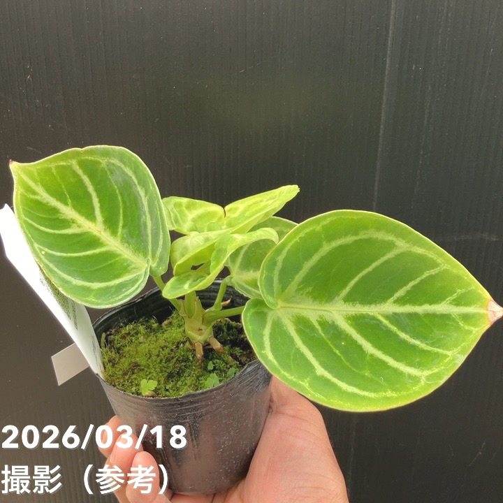 現品お届け】アンスリウム ドラヤキ 3号（5）｜観葉10-TU | 観葉・多肉