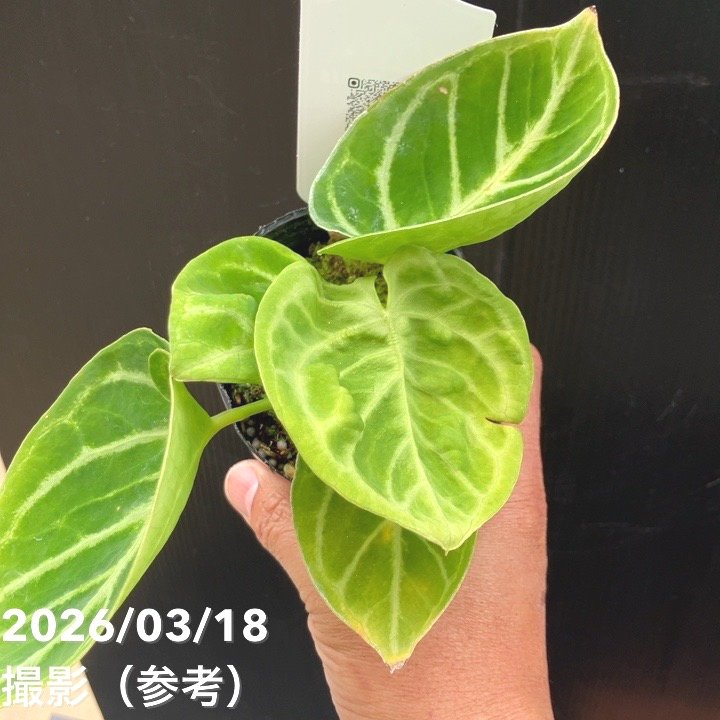 現品お届け】アンスリウム ドラヤキ 3号（5）｜観葉10-TU | 観葉・多肉