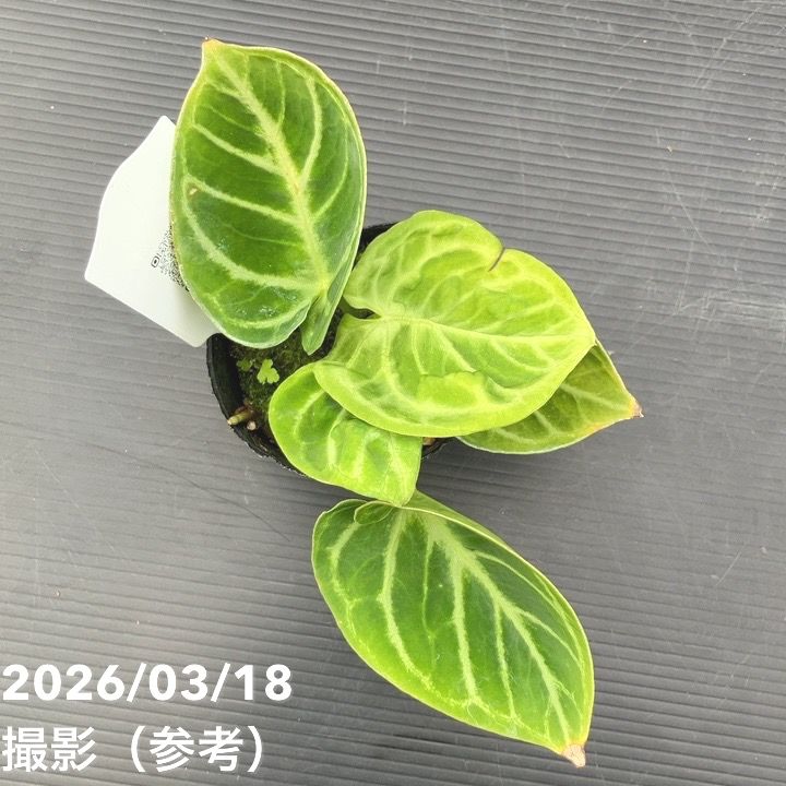 現品お届け】アンスリウム ドラヤキ 3号（5）｜観葉10-TU | 観葉・多肉