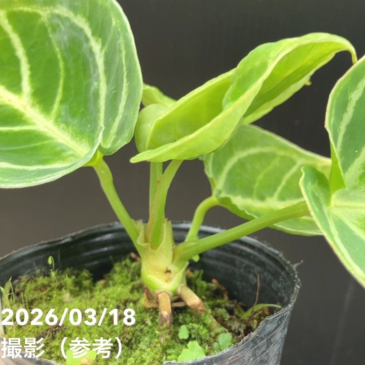 現品お届け】アンスリウム ドラヤキ 3号（5）｜観葉10-TU | 観葉・多肉 