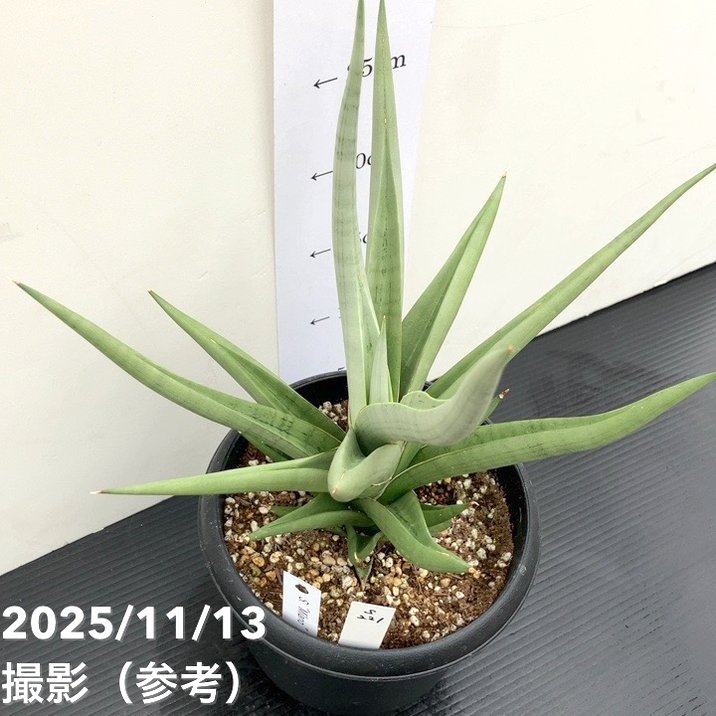 現品お届け】サンスベリア 5号 ミラノ Milano プラ鉢（S221）｜観葉02