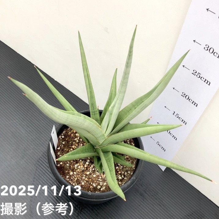 現品お届け】サンスベリア 5号 ミラノ Milano プラ鉢（S221）｜観葉02