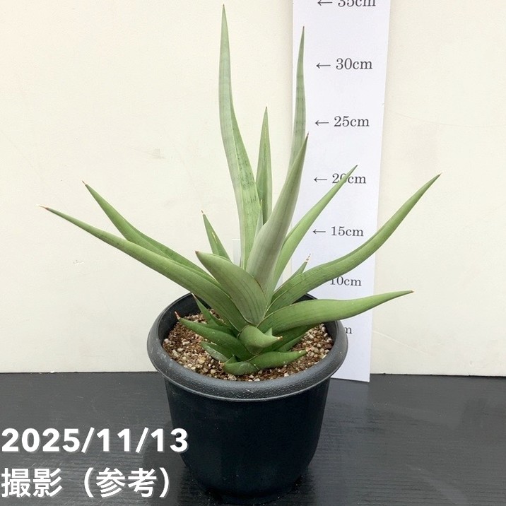 現品お届け】サンスベリア 5号 ミラノ Milano プラ鉢（S221）｜観葉02