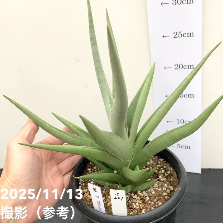 現品お届け】サンスベリア 5号 ミラノ Milano プラ鉢（S221）｜観葉02