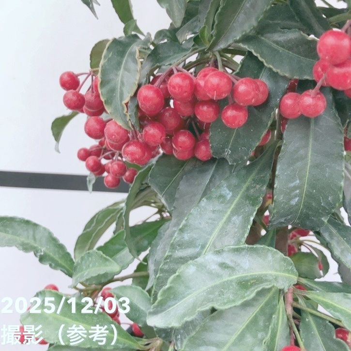 縁起物！万両（マンリョウ）赤実 宝船 6号｜観葉10-TU | 花木・庭木