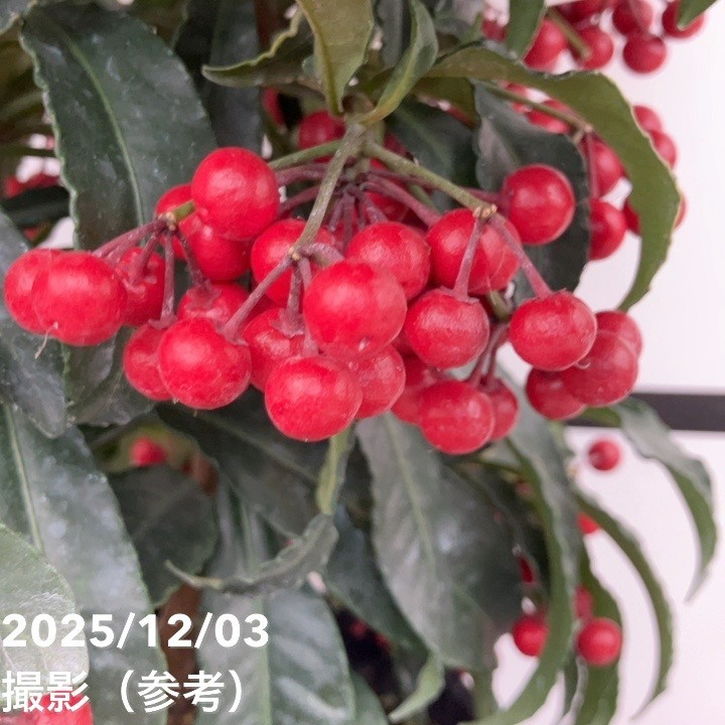 縁起物！万両（マンリョウ）赤実 宝船 6号｜観葉10-TU | 花木・庭木