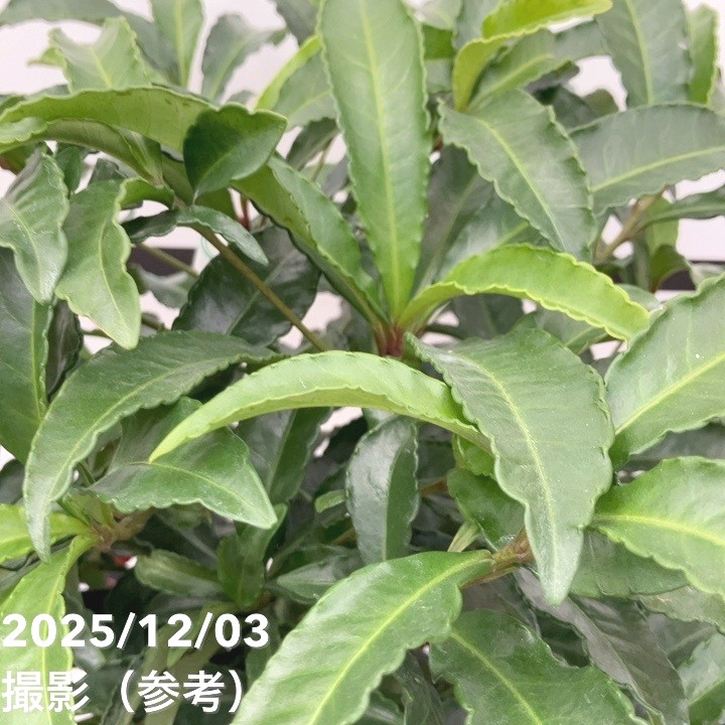 縁起物！万両（マンリョウ）赤実 宝船 6号｜観葉10-TU | 花木・庭木