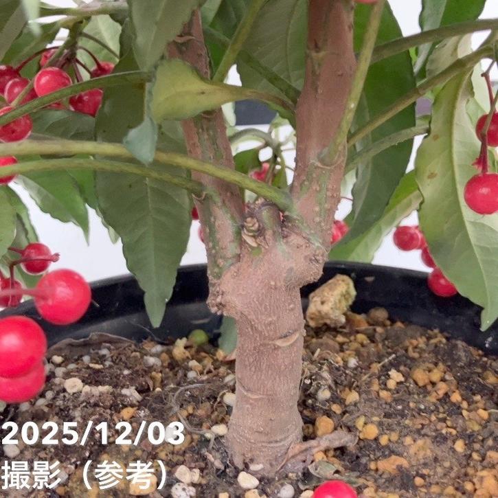 縁起物！万両（マンリョウ）赤実 宝船 6号｜観葉10-TU | 花木・庭木