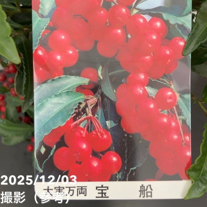 縁起物！万両（マンリョウ）赤実 宝船 6号｜観葉10-TU | 花木・庭木