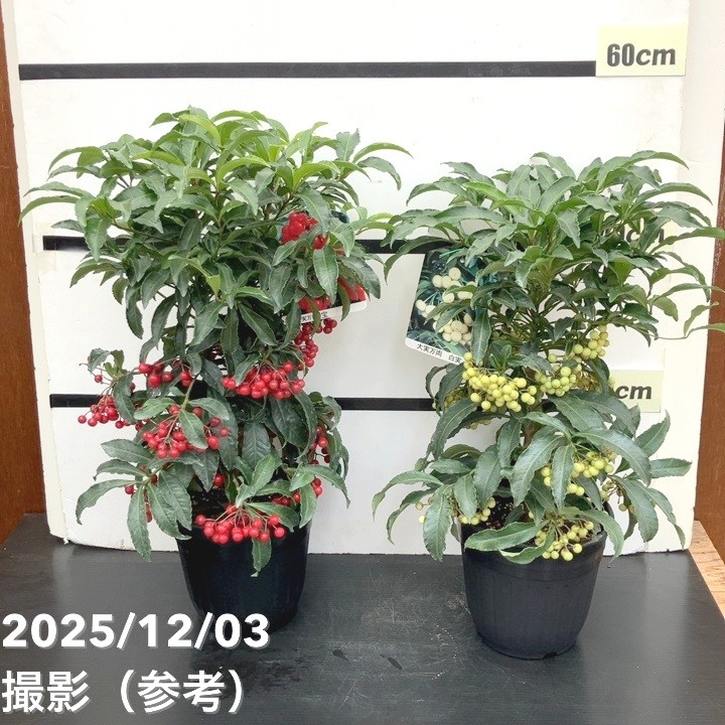 縁起物！万両（マンリョウ）赤実 宝船 6号｜観葉10-TU | 花木・庭木