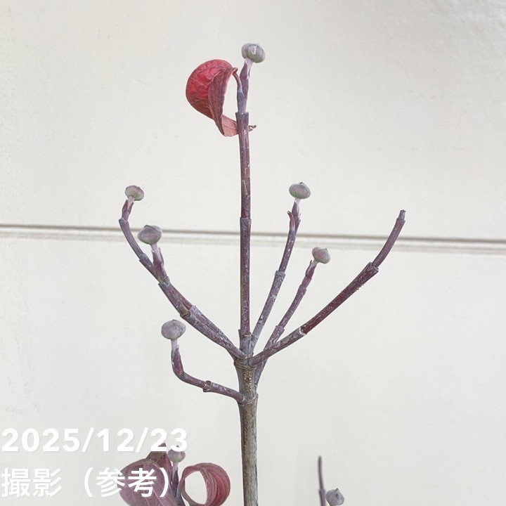 ハナミズキ ジュニアミス 6号｜花木01-D1 | 花木・庭木 | 赤塚植物園