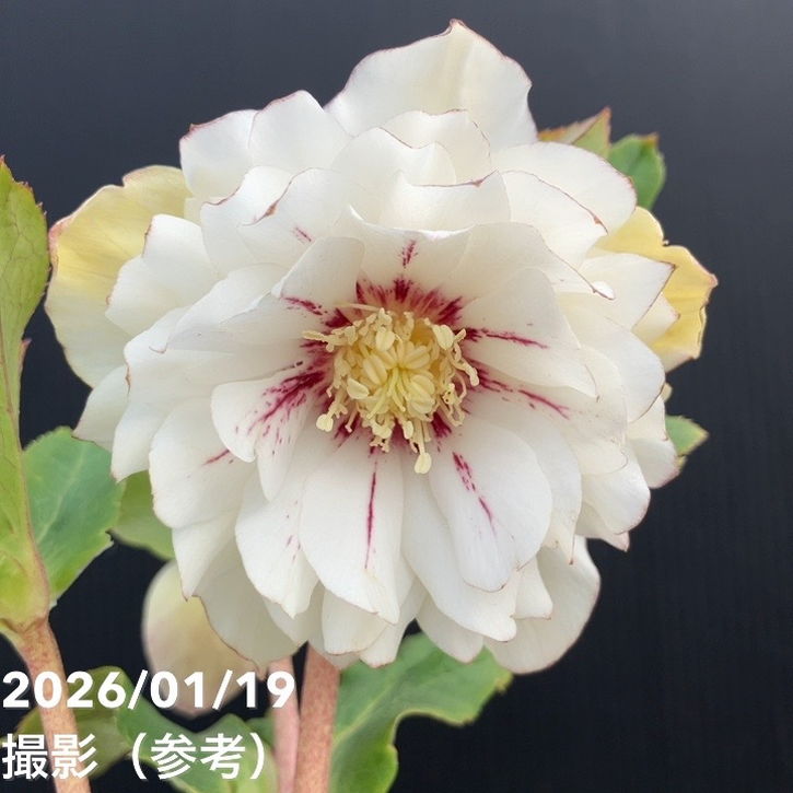 一点物】加藤農園 クリスマスローズ 4.5号（KT7）｜山野04-PA | 草花