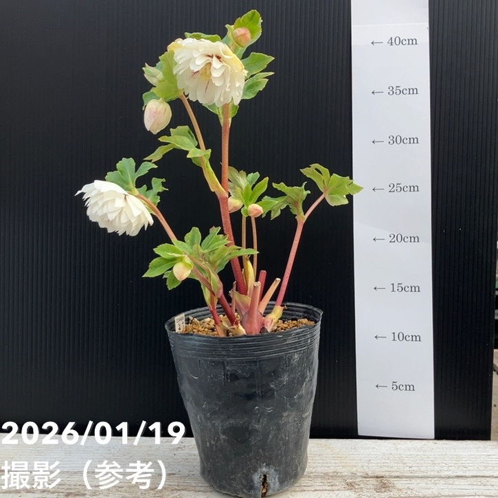 一点物】加藤農園 クリスマスローズ 4.5号（KT7）｜山野04-PA | 草花