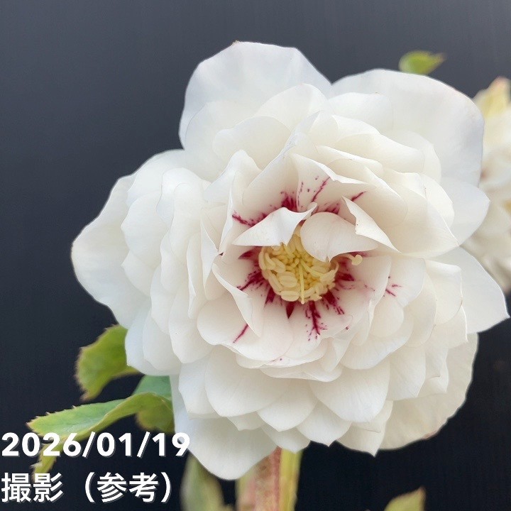 一点物】加藤農園 クリスマスローズ 4.5号（KT7）｜山野04-PA | 草花