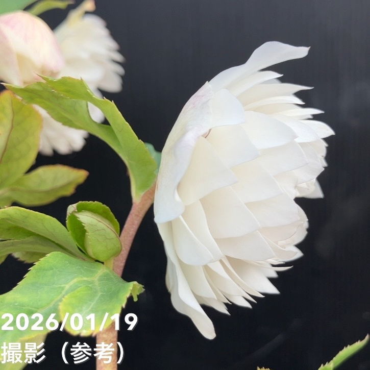 一点物】加藤農園 クリスマスローズ 4.5号（KT7）｜山野04-PA | 草花