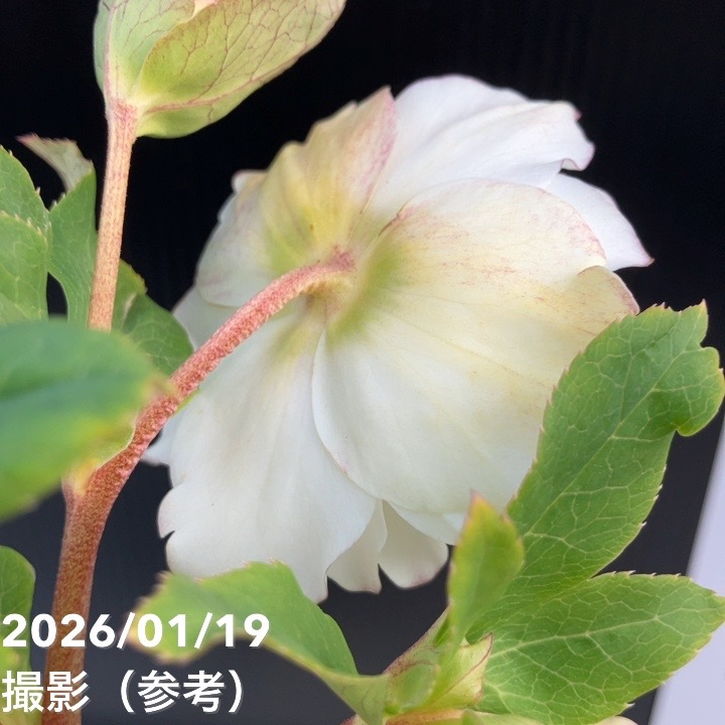 一点物】加藤農園 クリスマスローズ 4.5号（KT7）｜山野04-PA | 草花