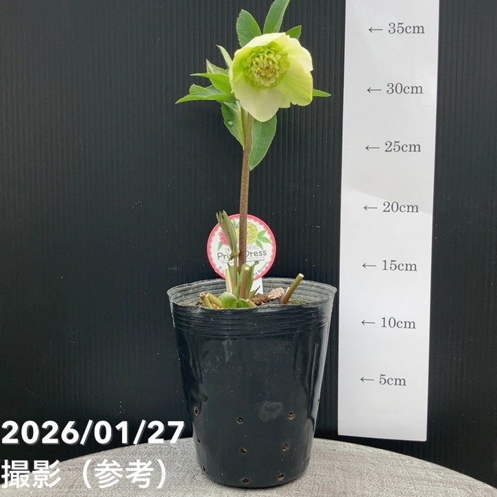 一点物】横山園芸 クリスマスローズ プリマドレス セミダブルシリーズ