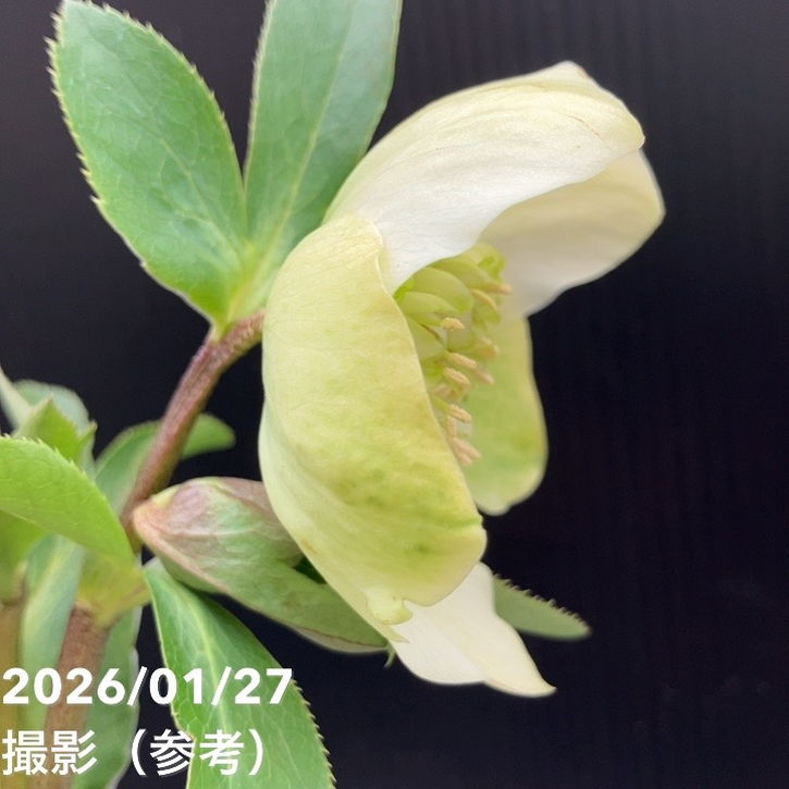 一点物】横山園芸 クリスマスローズ プリマドレス セミダブルシリーズ