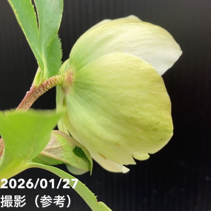 一点物】横山園芸 クリスマスローズ プリマドレス セミダブルシリーズ