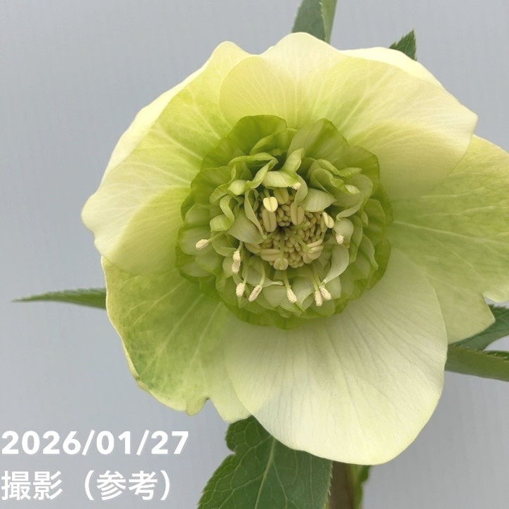 一点物】横山園芸 クリスマスローズ プリマドレス セミダブルシリーズ