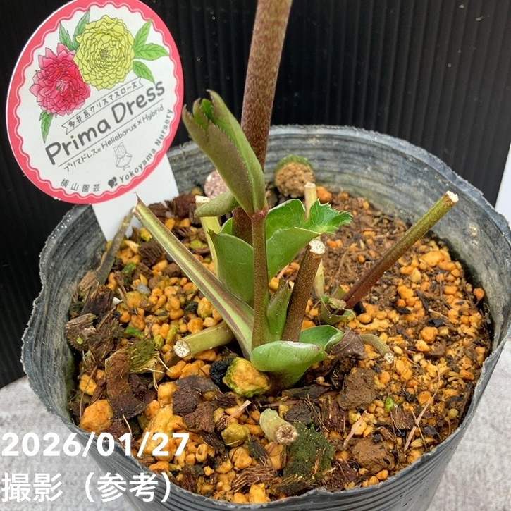 一点物】横山園芸 クリスマスローズ プリマドレス セミダブルシリーズ