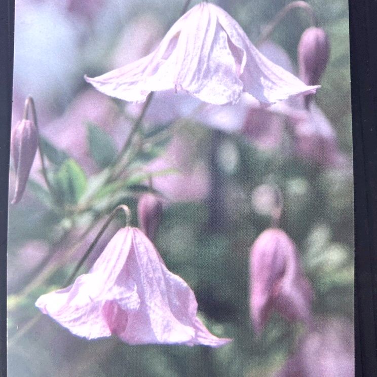 クレマチス ビチセラ系 ホーゲルビー・ピンク 4号|草花04-PA