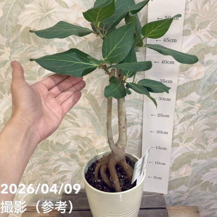 フィカス ベンガレンシス 5号｜観葉04-PA | 観葉・多肉,フィカス