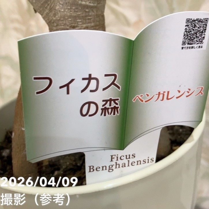 フィカス ベンガレンシス 5号｜観葉04-PA | 観葉・多肉,フィカス