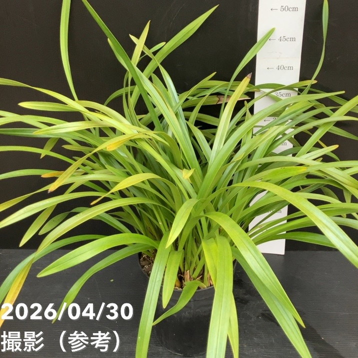 <開花終了株>キンリョウヘン 6号(品種不明)|ミツバチ蘭|洋蘭10-TU