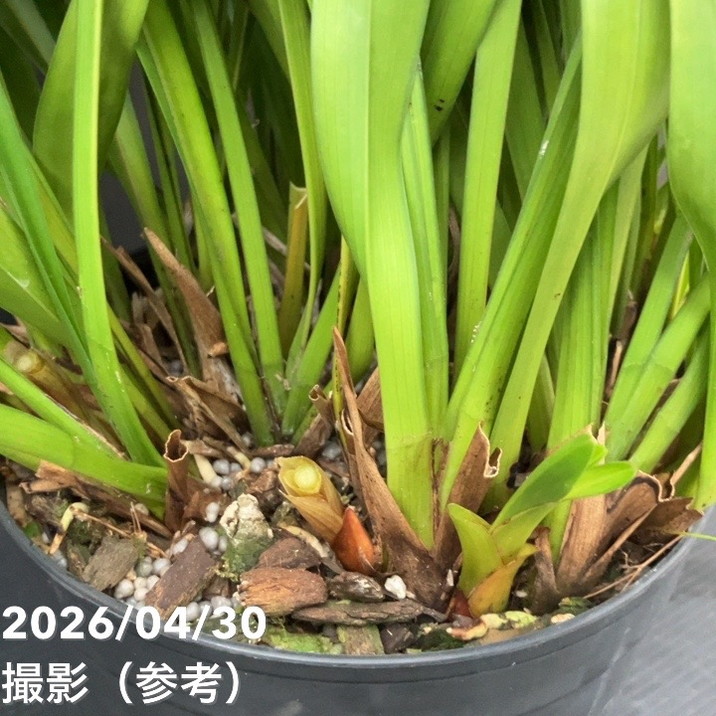 開花終了株＞キンリョウヘン 6号（品種不明）｜ミツバチ蘭｜洋蘭10-TU