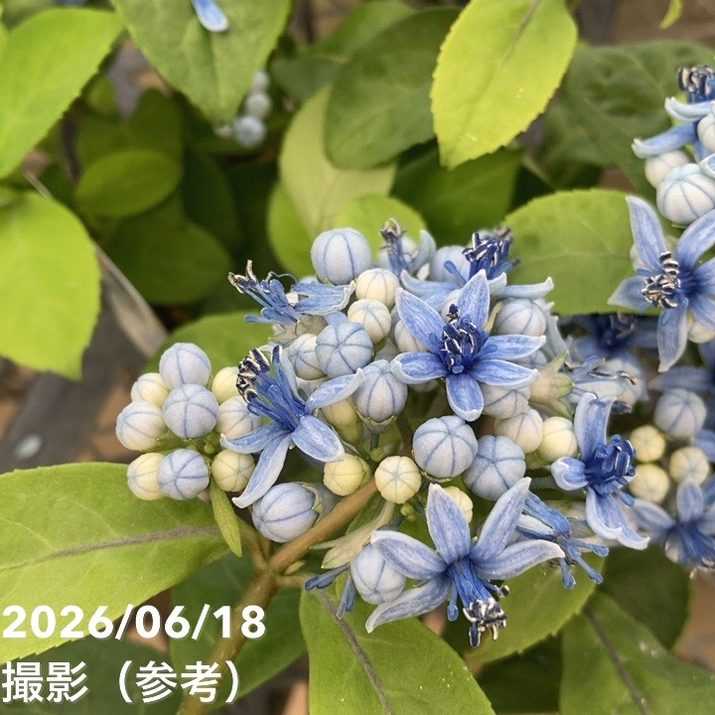 開花目的200㎝◆タイの宝石。絶対糖度、ヌアンジュン＝甘蜜味。バナナ苗◆低木耐寒 決算P5倍！10%OFF！8/2まで】常山アジサイ 碧のひとみ 3.5号 3株セット