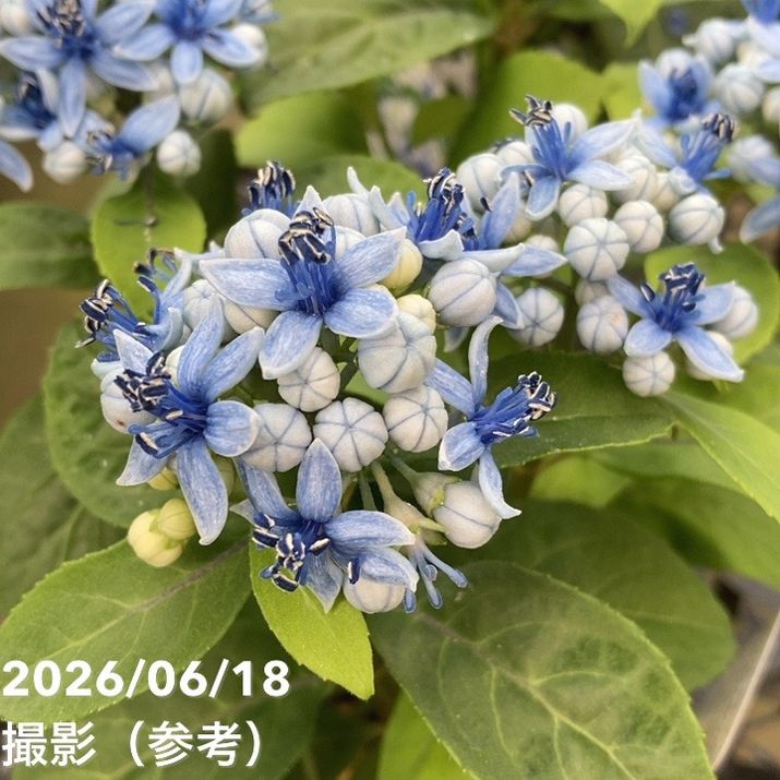 決算P5倍！10%OFF！8/2まで】常山アジサイ 碧のひとみ 3.5号 3株セット