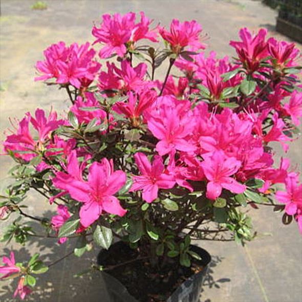 ツツジ 久留米ツツジ 裾濃の糸 4号×3株セット｜花木10-AK | 花木・庭木
