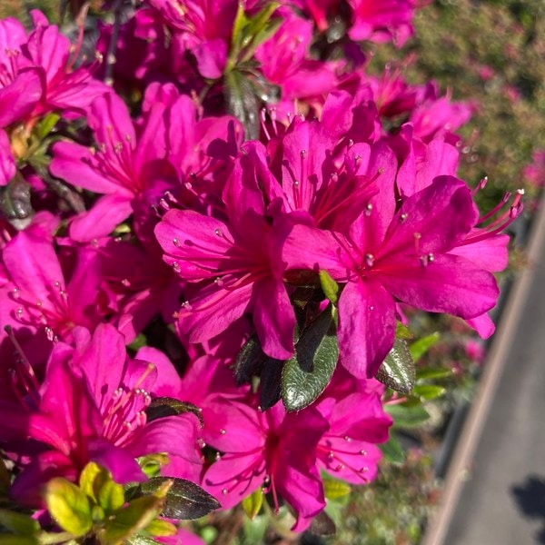 ツツジ 久留米ツツジ 裾濃の糸 4号×3株セット｜花木10-AK | 花木・庭木