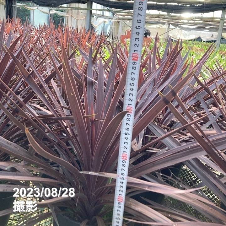 数量限定】コルジリネ 8号 オーストラリス レッドスター｜観葉01-D1