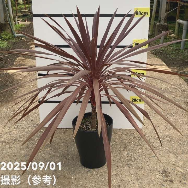 極太　斑入り　赤ドラセナ　コーヒークラシックコルジリネ レッドスター　20 コルジリネ コルディリネ レッドスター9号 樹高1.2m以上(鉢底から