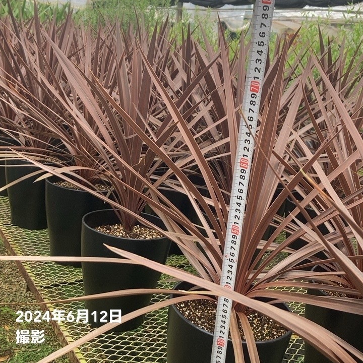 数量限定】コルジリネ 8号 オーストラリス レッドスター｜観葉01