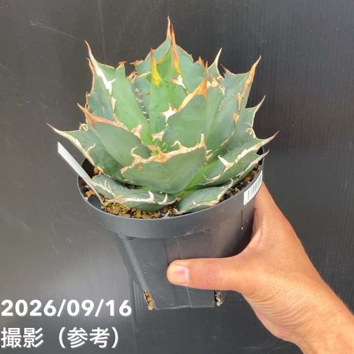 アガベ 5号 三叉戟｜観葉10-TU | 観葉・多肉,アガベ | 赤塚植物園