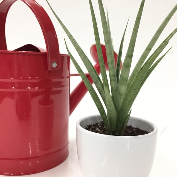 【現品】サンセベリア サワディー 斑入り 3.5号 ② 期間限定10％OFF！】サンスベリア 3.5号 Wicha gold 白陶器鉢仕様