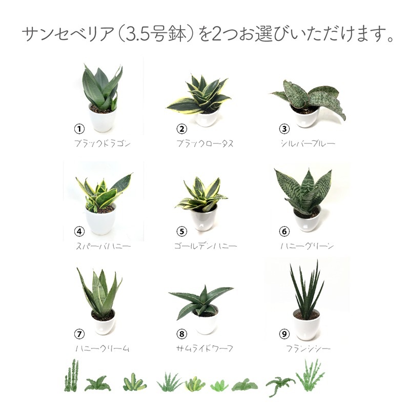 サンスベリアハニー ブランド品専門の