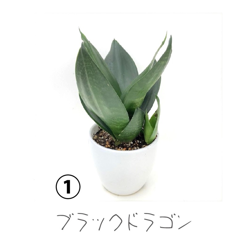 手のひらサイズのサンスベリア トイサンセ シリーズ 選べるギフトセット 白陶器鉢仕様 赤塚植物園自社農場 サンスベリア サンセベリア 赤塚植物園オンライン 花の音