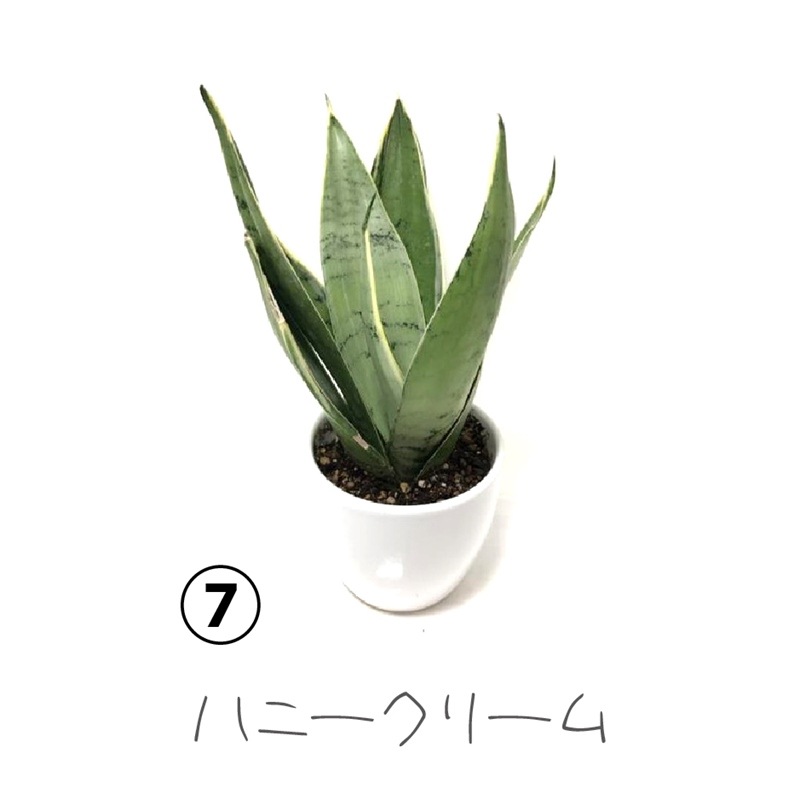 手のひらサイズのサンスベリア トイサンセ シリーズ 選べるギフトセット 白陶器鉢仕様 赤塚植物園自社農場 サンスベリア サンセベリア 赤塚植物園オンライン 花の音 手のひらサイズのサンスベリア トイサンセ シリーズ 選べるギフトセット 白陶器鉢仕様 赤塚植物園自社農場 サンスベリア サンセベリア 赤塚植物園オンライン 花の音