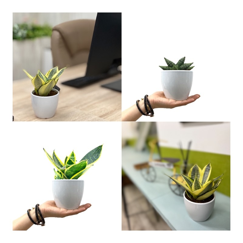 手のひらサイズのサンスベリア トイサンセ シリーズ 選べるギフトセット 白陶器鉢仕様 赤塚植物園自社農場 サンスベリア サンセベリア 赤塚植物園オンライン 花の音